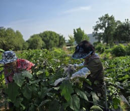 문화동산 텃밭 가꾸기 작업, 이웃과 소통