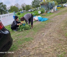 협회회원들 공동체험장 고구마, 야채수확 나눔